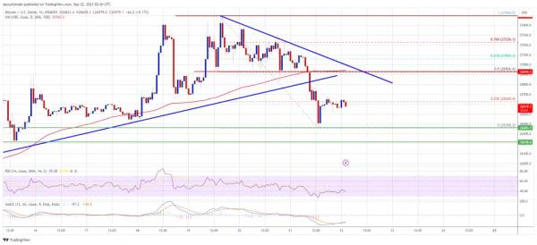 Bitcoin Options Data Shows Rise In Put Calls, Whale Holdings Drop