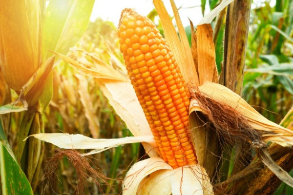 The Parable of the Bitcorn