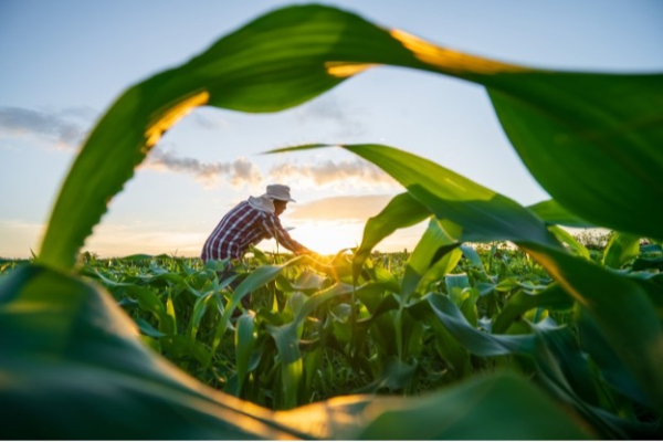 The Parable of the Bitcorn