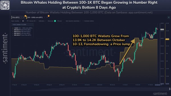 Bitcoin Whales &lsquo;Grew Substantially&rsquo; During Last Dip, Data Shows Large-Holder Accumulation