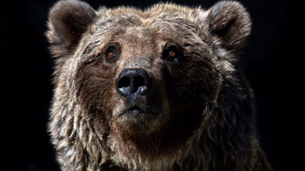 More Pain Likely, Market Expert Says After Bitcoin's Biggest Loss Since August