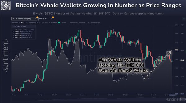 Bitcoin Stays Down, But Whale Wallets Quietly Climb to 4-Month High