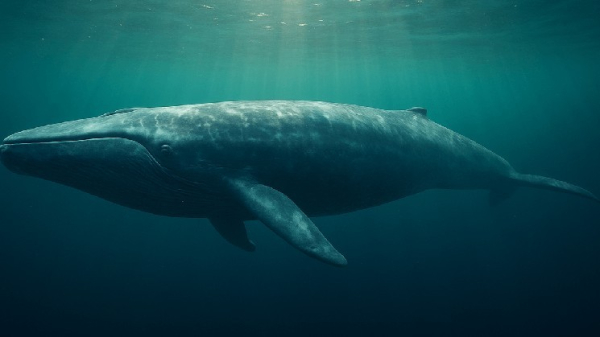 Hyperliquid Whale&rsquo;s 40x Bitcoin Long Bet Erupts Online&mdash;$95K Liquidation Line Drawn