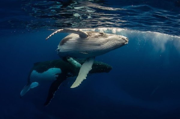 Major Binance Whales May Have Signaled Bitcoin’s Direction — Here Are Their Moves Major Binance Whales May Have Signaled Bitcoin’s Direction — Here Are Their Moves