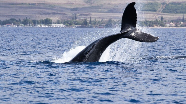Bitcoin Whales Scoop Up BTC as Price Nears Record High in Sign of Growth Expectations