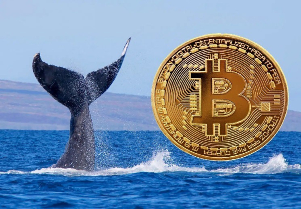 A Serious Theory Has Emerged About the Identity and Motive Behind the Huge Early Bitcoin Whale That Moved 80,000 BTC Yesterday A Serious Theory Has Emerged About the Identity and Motive Behind the Huge Early Bitcoin Whale That Moved 80,000 BTC Yesterday
